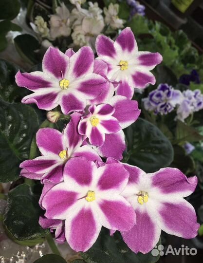 Сортовые фиалки