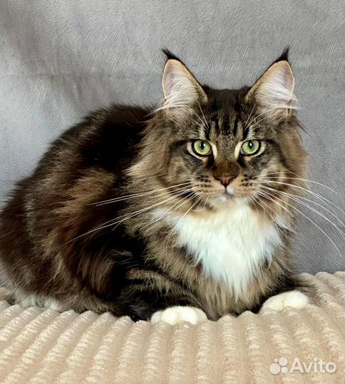 Котята шоу класса WCF