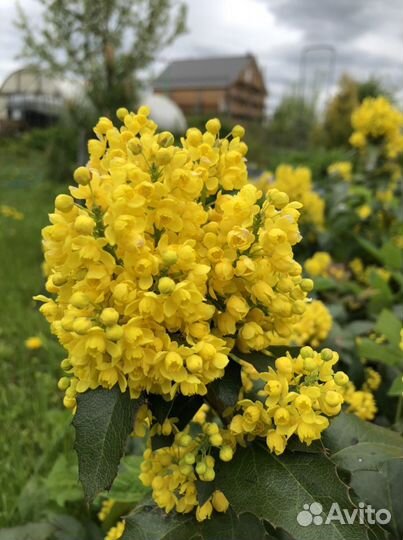 Падуболистный кустарник (магония)