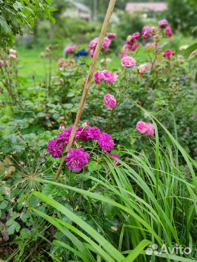 Роза кустовая Эбб Тайд