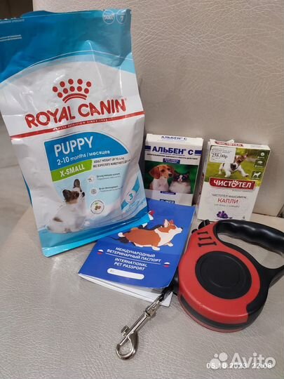 Щенок бигль