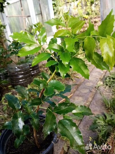 Магония поддуболистная