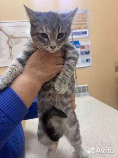 Кошка