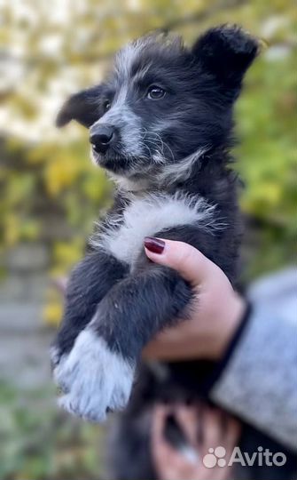 Красивые щенки