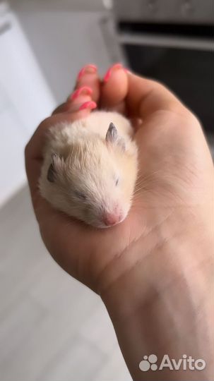 Сирийский хомяк с клеткой