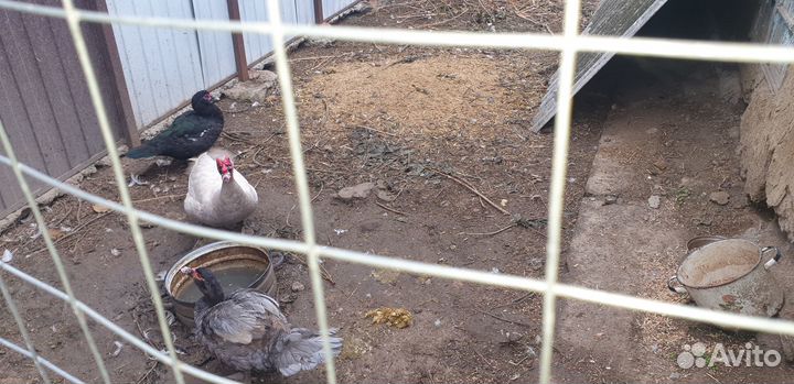 Утки тяжёлой линии