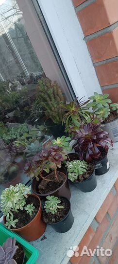 Эониумы в ассортименте