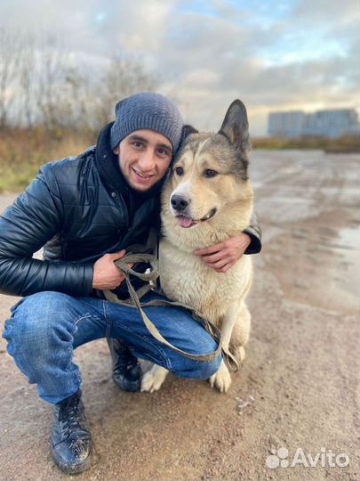 Выгул собак, догситер,зоо няня