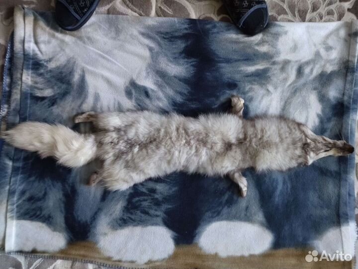 Шкурка песца