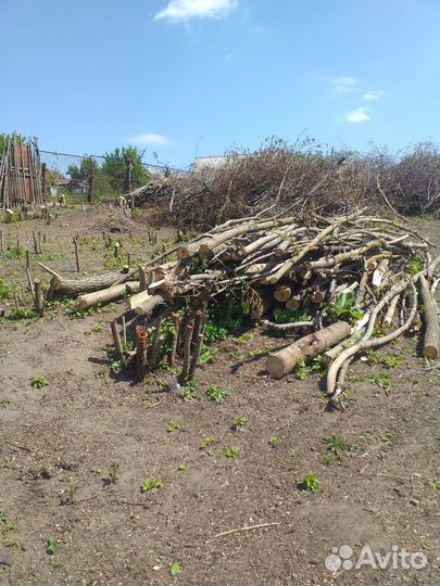 Спиленные деревья