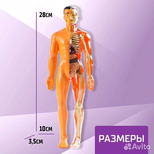 Набор для опытов, анатомия человека