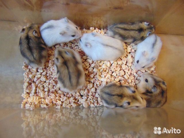 Джунгарские хомяки, новые клетки, корм