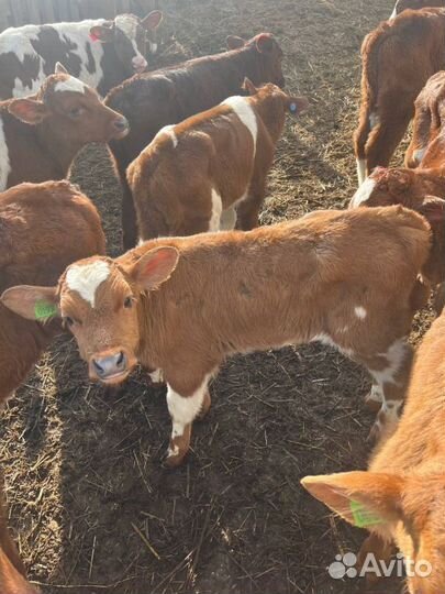 Телята бычки племенные с доставкой
