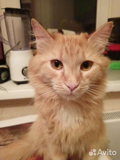 Передержка кошек