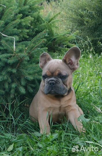 Щенки французского бульдога