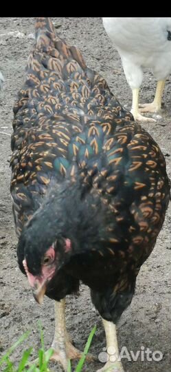 Семьи породных кур