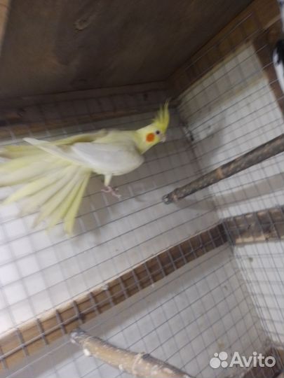 Попугай корелла девочка