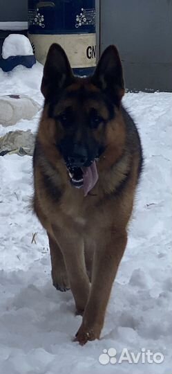 Немецкая овчарка вязка