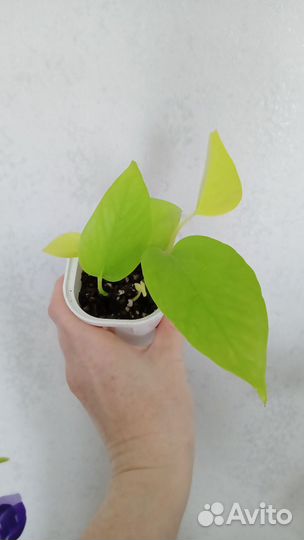 Сциндапсус неон