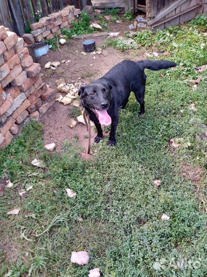 Отдам бесплатно собак в добрые руки