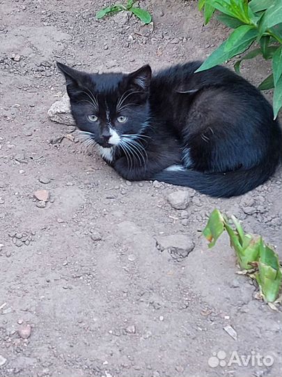 Котёнку нужен дом