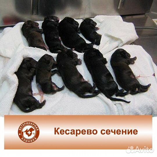Ветеринарный врач на дом