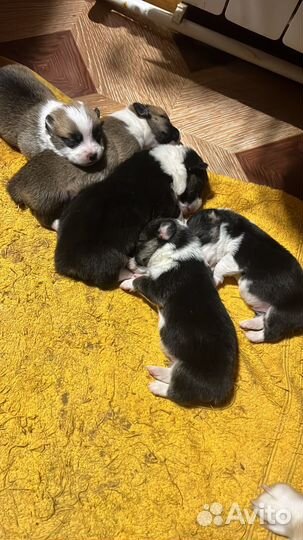 Щенки корги