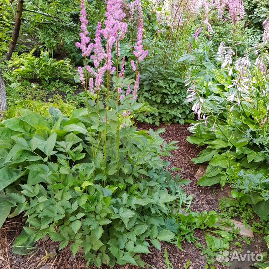 Многолетние садовые цветы