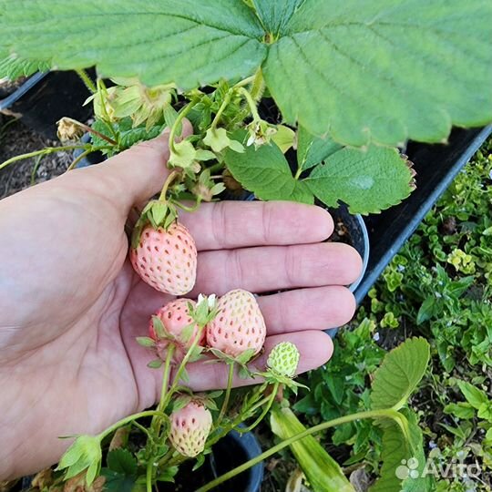 Саженцы клубники Бьянка Фрагола (Bianka Fragola 5)