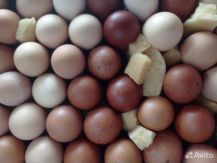 Цыплята деревенские несушки и яйца