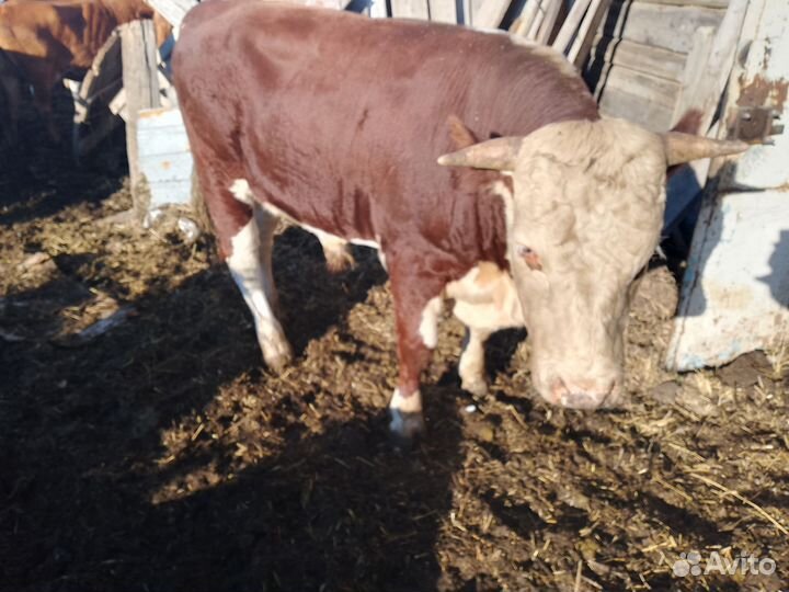 Бык казахской белоголовой породы