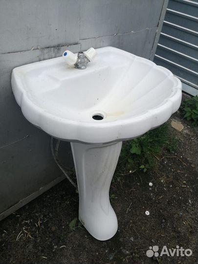 Раковина тюльпан