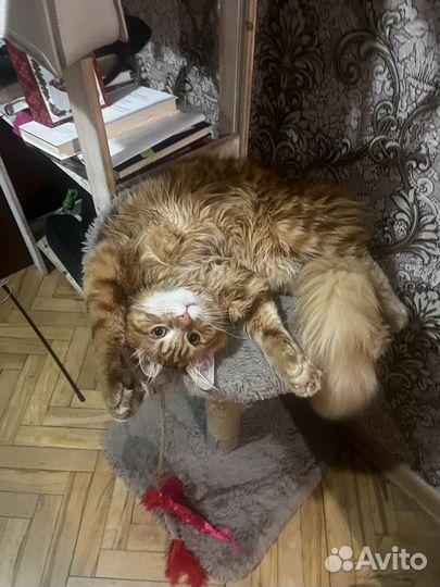 Мейн-кун вязка