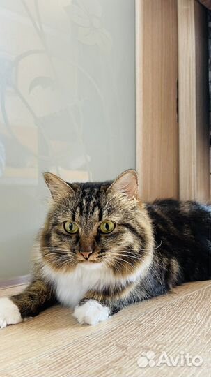 Кошки в добрые руки бесплатно