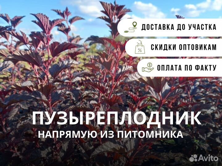 Пузыреплодник из питомника