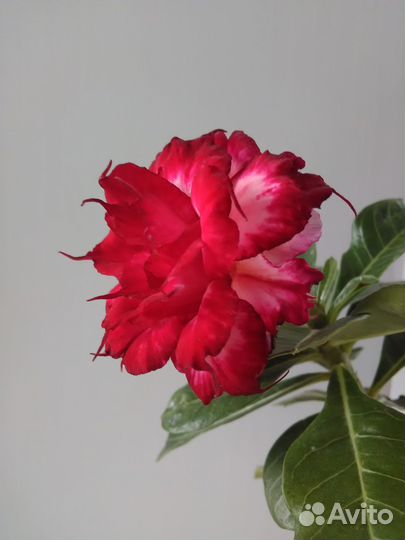 Сортовые адениумы