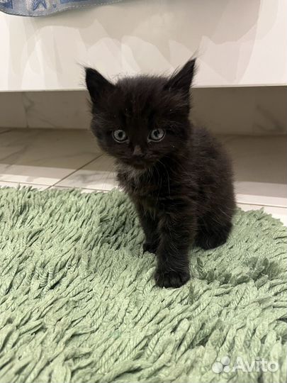 Котенок в добрые руки