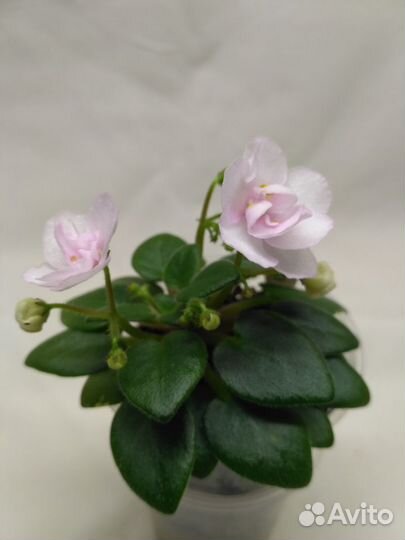 Фиалки мини и п/мини зарубежной селекции