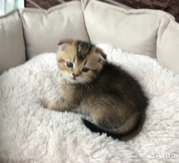 Шотландская вислоухие - страйт котята