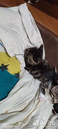 Котята курильский бобтейл