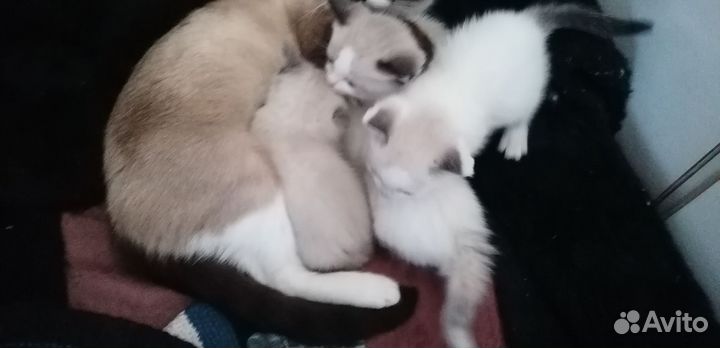 Сиамские котята бесплатно