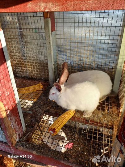 Французский баран кролики