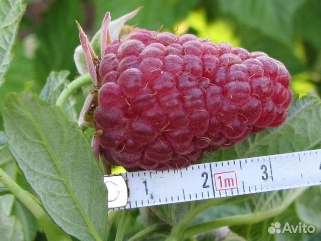 Саженцы малины,клубники ремонтантной