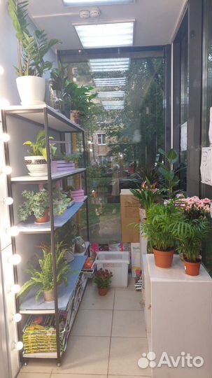 Продажа магазина цветов