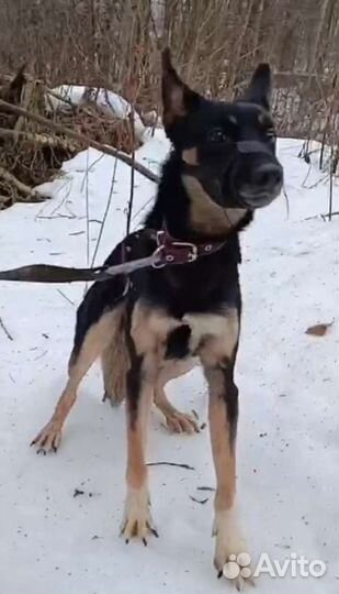 Собачка в добрые руки