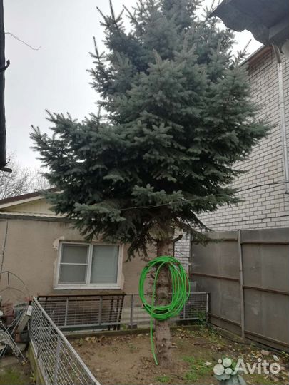 Ель голубая