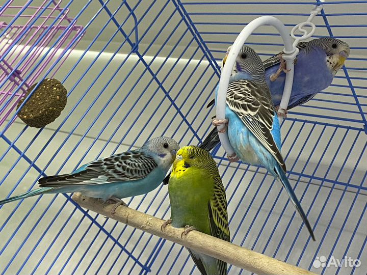 Волнистые попугаи