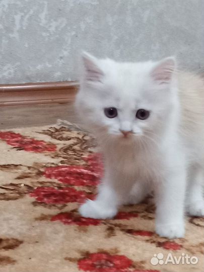 Кот(кошка) в добрые руки бесплатно