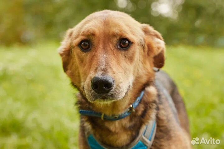 Собака в добрые руки