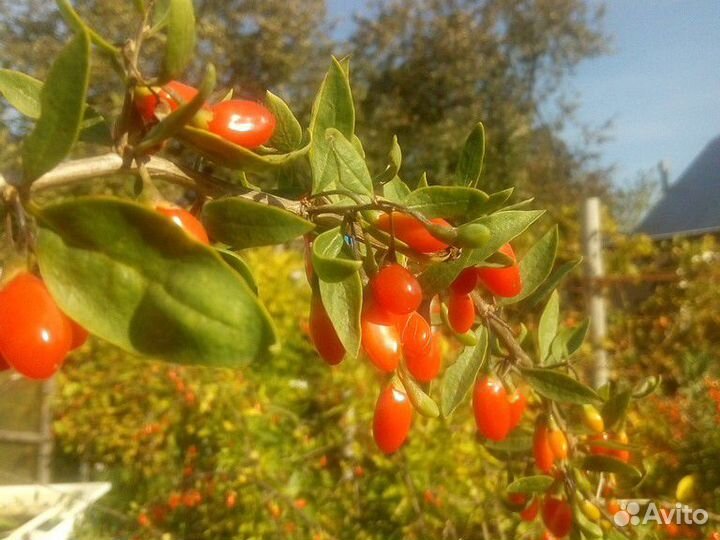 Саженцы полезной ягоды Годжи(Тибетский Барбарис)